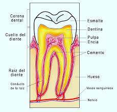 Desarrollo de la cara, fauces y dientes