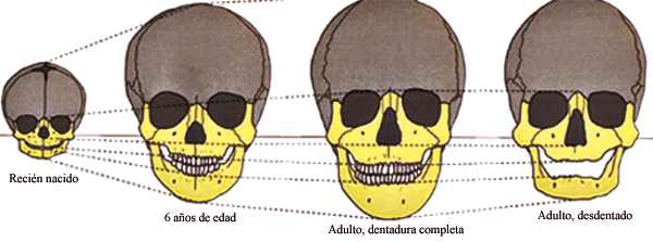 DESARROLLO DE LA CARA, FAUCES Y DIENTES.