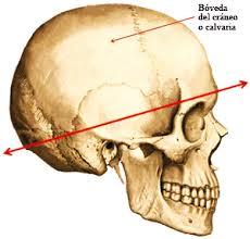 DESARROLLO DE LA CARA, FAUCES Y DIENTES.