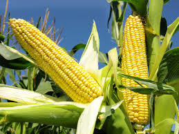 Clasificación de los productos agropecuarios