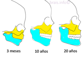 DESARROLLO DE LA CARA, FAUCES Y DIENTES.
