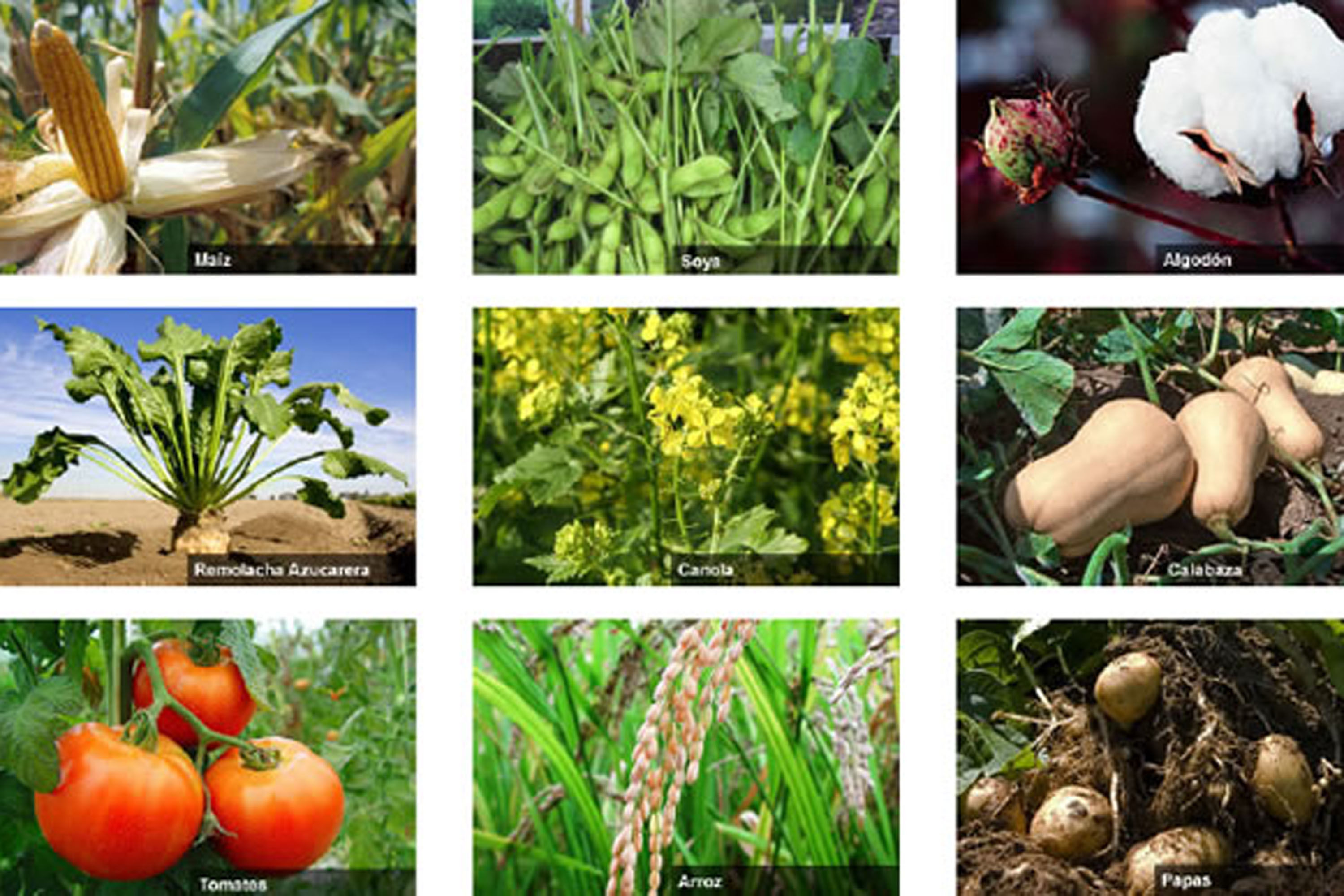 Clasificación de los productos agropecuarios
