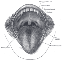 DESARROLLO DE LA CARA, FAUCES Y DIENTES.