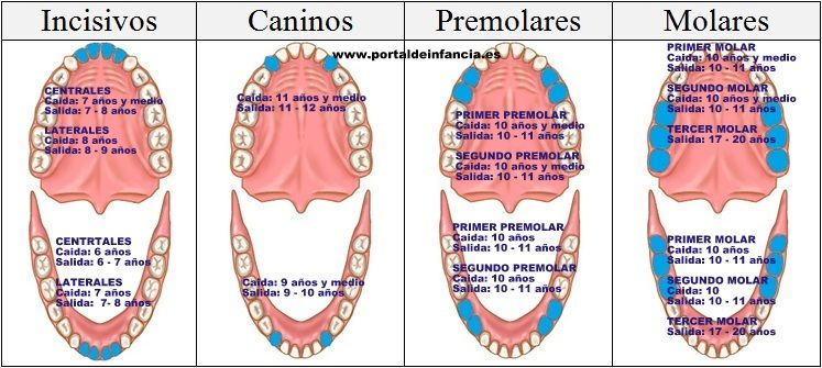 DESARROLLO DE LA CARA, FAUCES Y DIENTES.