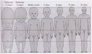 DESARROLLO DE LA CARA FAUCES Y DIENTES