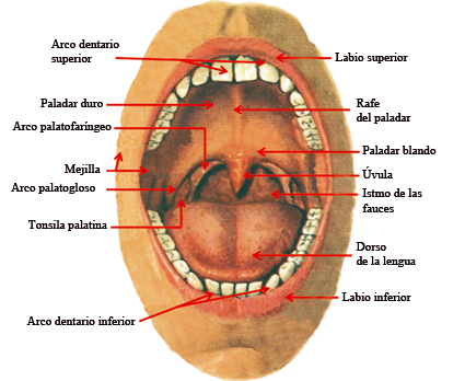 DESARROLLO DE LA CARA FAUCES Y DIENTES