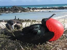 Las islas Galápagos y su origen volcánico