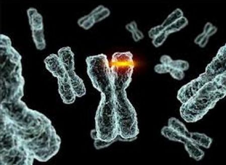 Aspectos funcionales y evolutivos del comportamiento