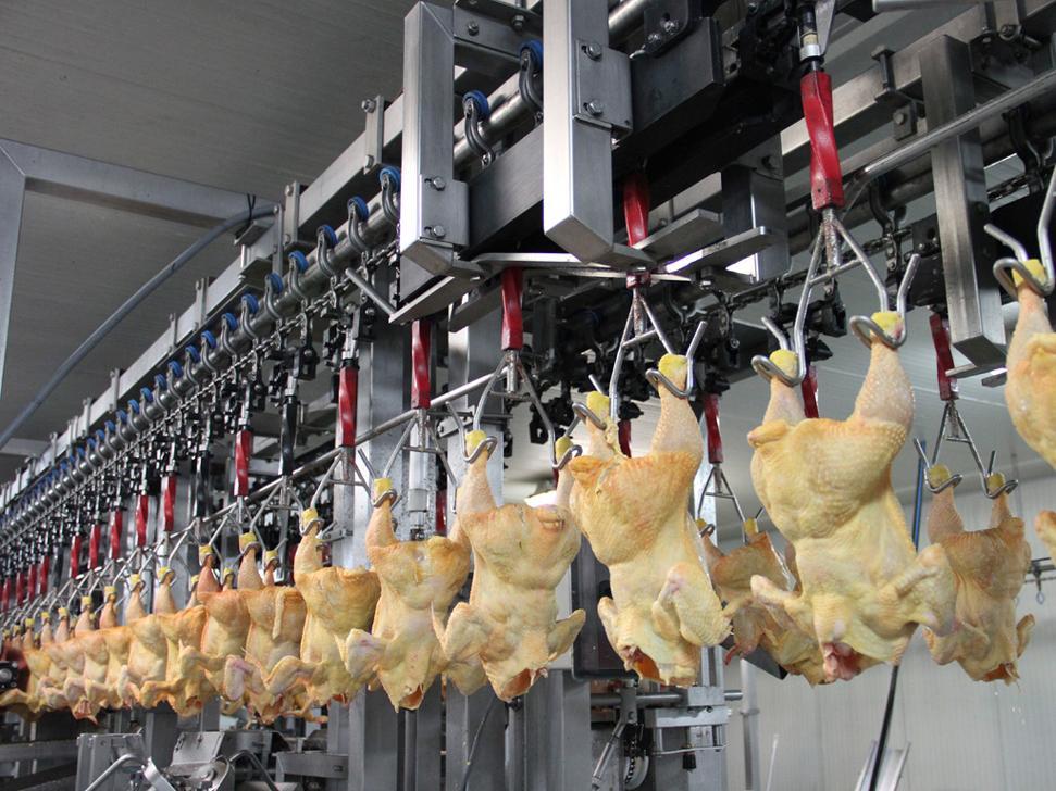 PROCESO DE PRODUCCION DEL POLLO PARA EL CONSUMO HUMANO EN COLOMBIA.