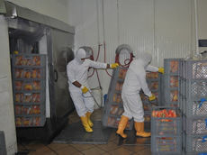PROCESO DE PRODUCCION DEL POLLO PARA EL CONSUMO HUMANO EN COLOMBIA.