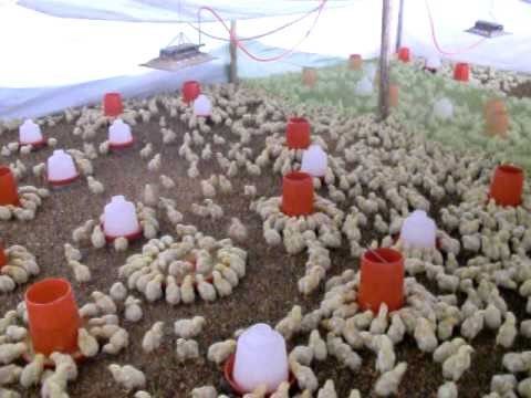 EL PROCESO DE PRODUCCION DE POLLO PARA EL CONSUMO HUMANO EN COLOMBIA