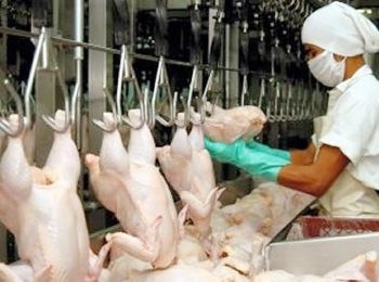 EL PROCESO DE PRODUCCION DE POLLO PARA EL CONSUMO HUMANO EN COLOMBIA