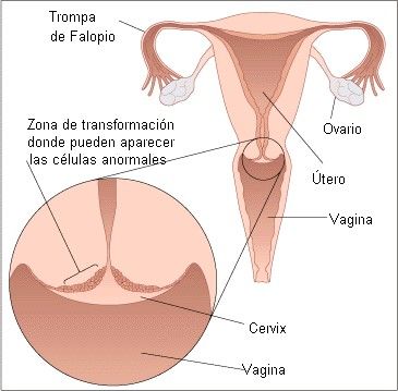 LINEAS DE ACCION
