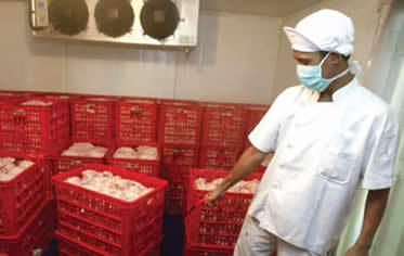 El proceso de producción de pollo para el consumo humano en Colombia