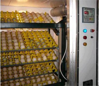 PROCESO DE PRODUCCION DEL POLLO PARA EL CONSUMO HUMANO EN COLOMBIA