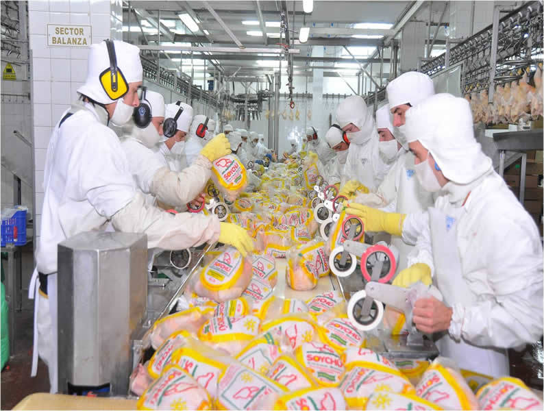 PROCESO DE PRODUCCION DEL POLLO PARA EL CONSUMO HUMANO EN COLOMBIA