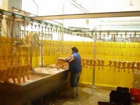 PROCESO DE PRODUCCION DEL POLLO PARA EL CONSUMO HUMANO EN COLOMBIA