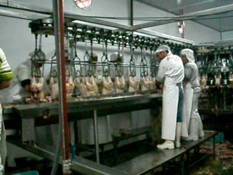 PROCESO DE PRODUCCION DEL POLLO PARA EL CONSUMO HUMANO EN COLOMBIA