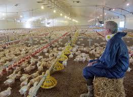 PROCESO DE PRODUCCION DEL POLLO PARA EL CONSUMO HUMANO EN COLOMBIA
