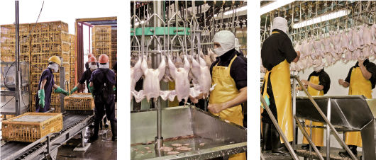 PROCESO DE PRODUCCION DEL POLLO PARA EL CONSUMO HUMANO EN COLOMBIA