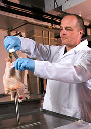 PROCESO DE PRODUCCION DEL POLLO PARA EL CONSUMO HUMANO EN COLOMBIA