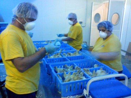 El proceso de producción de pollo para el consumo humano en Colombia.