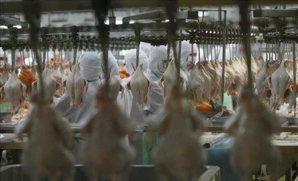 El proceso de producción de pollo para el consumo humano en Colombia.