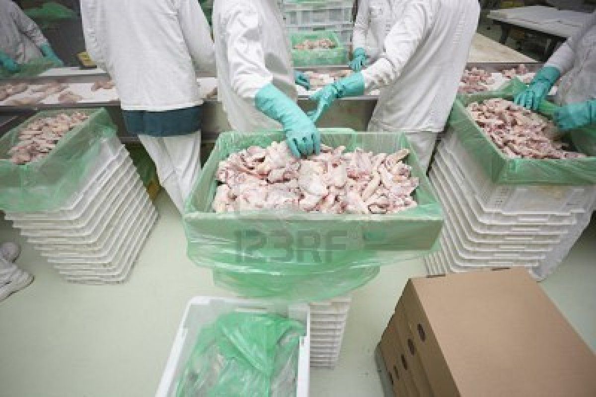 El proceso de producción de pollo para el consumo humano en Colombia.