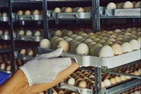 Proceso de producción de Pollo para el consumo humano en Colombia