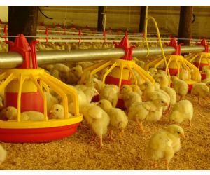 Proceso de producción de Pollo para el consumo humano en Colombia