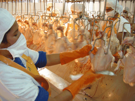 Proceso de producción de Pollo para el consumo humano en Colombia
