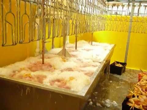 Proceso de producción de Pollo para el consumo humano en Colombia