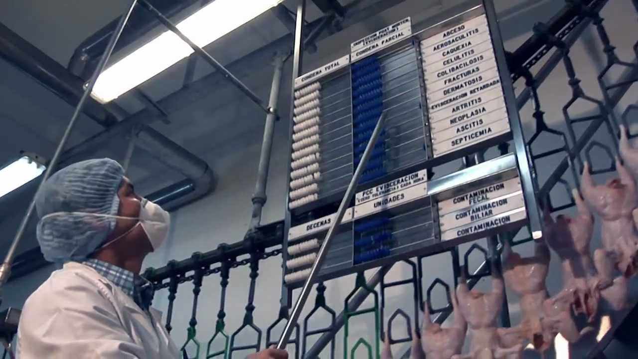 Proceso de producción de Pollo para el consumo humano en Colombia