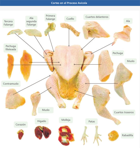 Proceso de producción de Pollo para el consumo humano en Colombia