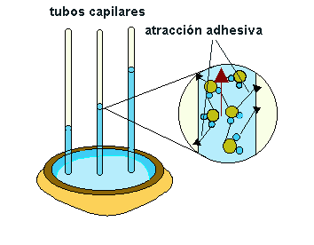 El Porqué de las Maravillas del Agua