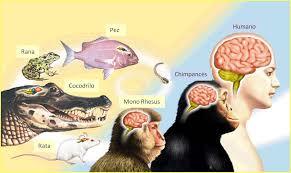 perspectiva evolutiva/sociobiologica Wilson
