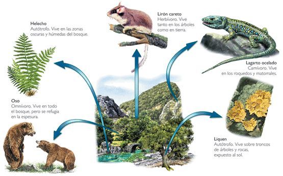 perspectiva evolutiva/sociobiologica Wilson
