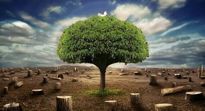 Importancia del cuidado Ecologico