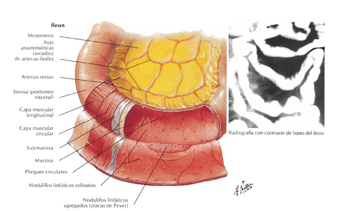 INTESTINO DELGADO