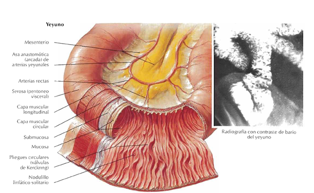 INTESTINO DELGADO