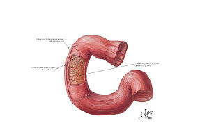 INTESTINO DELGADO