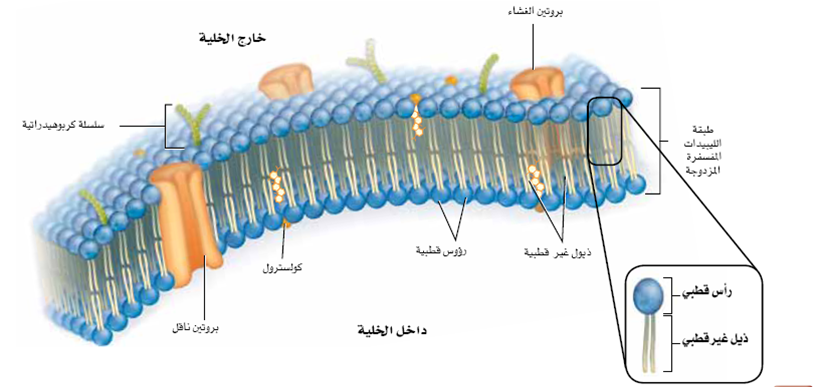 أجزاء الخلية