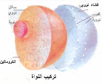 أجزاء الخلية