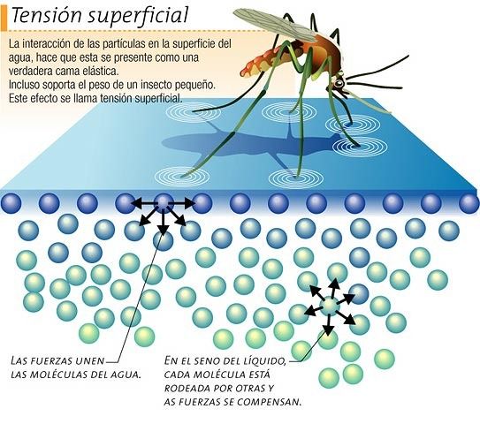 El Porqué de las Maravillas del Agua