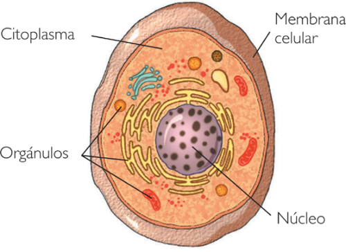 Las células