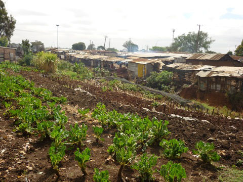 Kibera Solutions and management