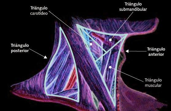 semiologia del cuello