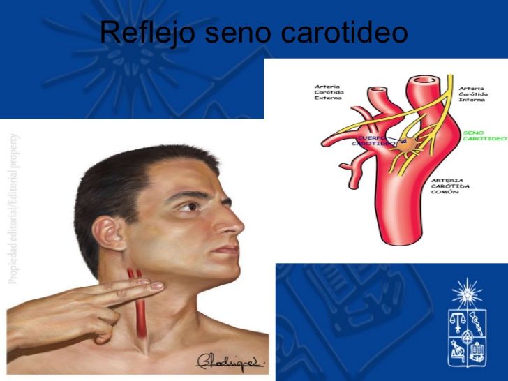 semiologia del cuello