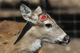 Whitetail Antler Growth