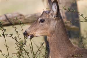 Whitetail Antler Growth